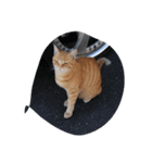 ノラ猫（個別スタンプ：7）