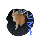 ノラ猫（個別スタンプ：8）