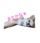 あんともーりー（個別スタンプ：1）