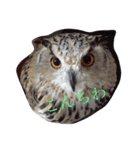 OWL HAPPY（個別スタンプ：1）