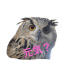 OWL HAPPY（個別スタンプ：2）