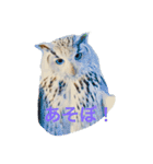 OWL HAPPY（個別スタンプ：4）