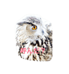 OWL HAPPY（個別スタンプ：5）