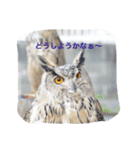 OWL HAPPY（個別スタンプ：6）