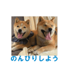 柴犬モータース（個別スタンプ：5）