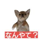チワワの麦です。お友達のプスもよろしくね（個別スタンプ：1）