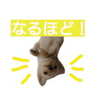 チワワの麦です。お友達のプスもよろしくね（個別スタンプ：2）