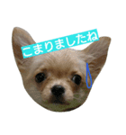 チワワの麦です。お友達のプスもよろしくね（個別スタンプ：3）