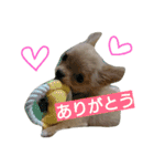 チワワの麦です。お友達のプスもよろしくね（個別スタンプ：4）