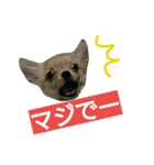 チワワの麦です。お友達のプスもよろしくね（個別スタンプ：5）