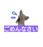 チワワの麦です。お友達のプスもよろしくね（個別スタンプ：6）