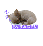 チワワの麦です。お友達のプスもよろしくね（個別スタンプ：7）