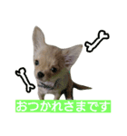 チワワの麦です。お友達のプスもよろしくね（個別スタンプ：9）
