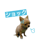 チワワの麦です。お友達のプスもよろしくね（個別スタンプ：10）