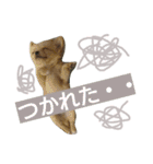 チワワの麦です。お友達のプスもよろしくね（個別スタンプ：11）