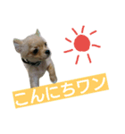 チワワの麦です。お友達のプスもよろしくね（個別スタンプ：12）