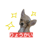 チワワの麦です。お友達のプスもよろしくね（個別スタンプ：14）