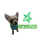 チワワの麦です。お友達のプスもよろしくね（個別スタンプ：18）