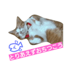 チワワの麦です。お友達のプスもよろしくね（個別スタンプ：19）
