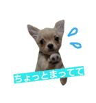 チワワの麦です。お友達のプスもよろしくね（個別スタンプ：20）