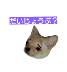 チワワの麦です。お友達のプスもよろしくね（個別スタンプ：22）