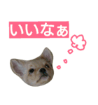 チワワの麦です。お友達のプスもよろしくね（個別スタンプ：24）