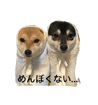 豆柴なつ＆ふゆ（個別スタンプ：1）