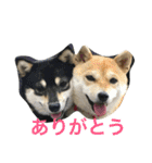 豆柴なつ＆ふゆ（個別スタンプ：2）