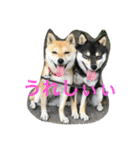 豆柴なつ＆ふゆ（個別スタンプ：3）
