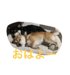 豆柴なつ＆ふゆ（個別スタンプ：4）