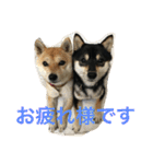 豆柴なつ＆ふゆ（個別スタンプ：6）