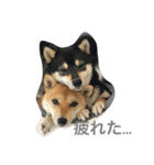 豆柴なつ＆ふゆ（個別スタンプ：9）