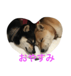 豆柴なつ＆ふゆ（個別スタンプ：10）