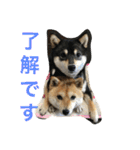 豆柴なつ＆ふゆ（個別スタンプ：12）