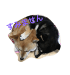 豆柴なつ＆ふゆ（個別スタンプ：13）