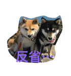 豆柴なつ＆ふゆ（個別スタンプ：14）