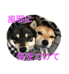 豆柴なつ＆ふゆ（個別スタンプ：15）