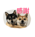 豆柴なつ＆ふゆ（個別スタンプ：16）
