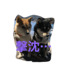 豆柴なつ＆ふゆ（個別スタンプ：17）