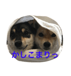 豆柴なつ＆ふゆ（個別スタンプ：18）