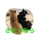 豆柴なつ＆ふゆ（個別スタンプ：19）