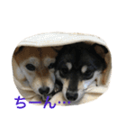 豆柴なつ＆ふゆ（個別スタンプ：20）