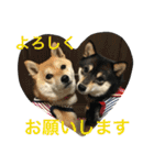 豆柴なつ＆ふゆ（個別スタンプ：24）