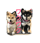 豆柴なつ＆ふゆ（個別スタンプ：28）