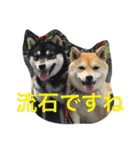 豆柴なつ＆ふゆ（個別スタンプ：30）