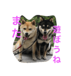 豆柴なつ＆ふゆ（個別スタンプ：32）