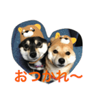 豆柴なつ＆ふゆ（個別スタンプ：33）