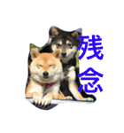 豆柴なつ＆ふゆ（個別スタンプ：36）