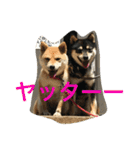 豆柴なつ＆ふゆ（個別スタンプ：38）