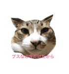 コトラの日常（個別スタンプ：1）